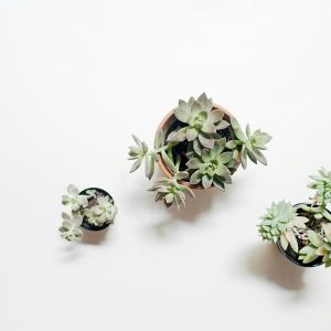 succulents-growing-on-tabletop